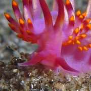 Garden Eel at Jetty